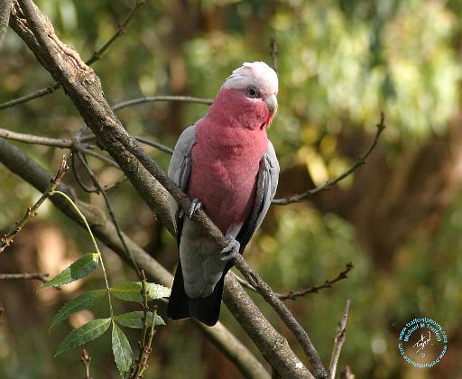 Galah 9Y201D-047.JPG